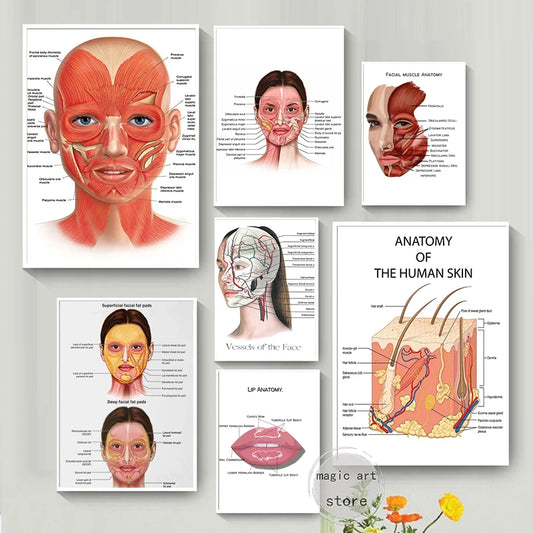 Face Anatomy,The Human Skin ,lip ,hair Anatomy Muscle Detailed Medical Art Poster Canvas Painting Wall Print Picture Home Decor
