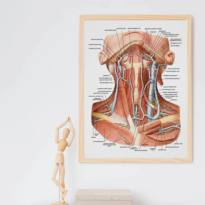 FACE Body Anatomy Muscle Veins Detailed EDUCATIONAL SCIENCE Poster Wall Art Pictures Canvas Painting Hospital Clinic Salon Decor