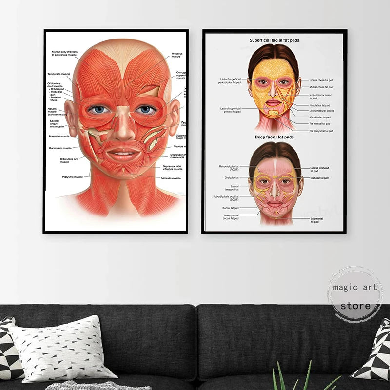 Face Anatomy,The Human Skin ,lip ,hair Anatomy Muscle Detailed Medical Art Poster Canvas Painting Wall Print Picture Home Decor