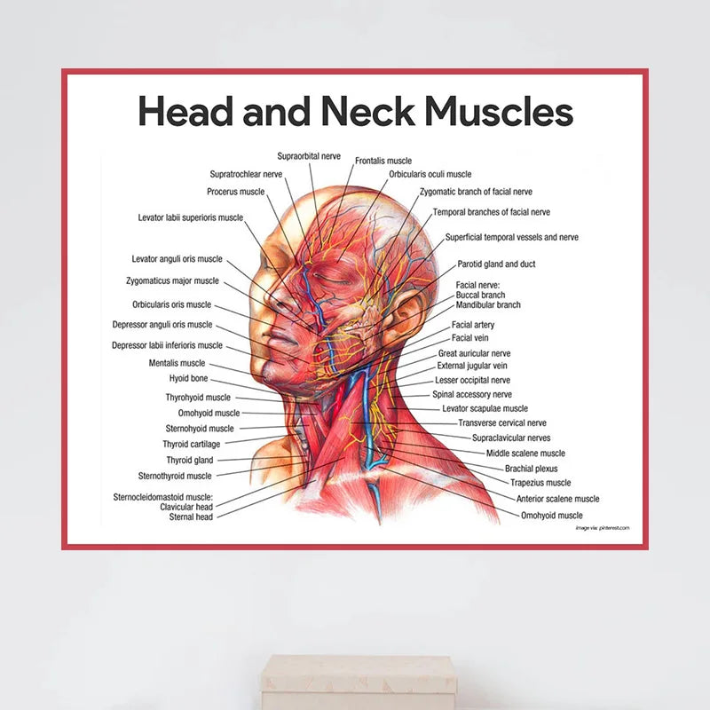 FACE Body Anatomy Muscle Veins Detailed EDUCATIONAL SCIENCE Poster Wall Art Pictures Canvas Painting Hospital Clinic Salon Decor
